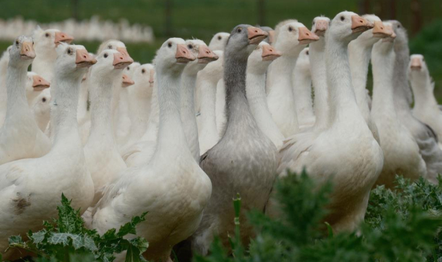 Anadolu Kazı Islah Projesi: Yerli Irkta Verim Artışı Hedefleniyor