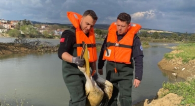 Barajda mahsur kalan pelikan böyle kurtarıldı