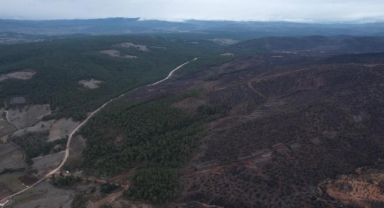 Bursa Harmancık Yangını Sonrası Ağaçlandırma Seferberliği