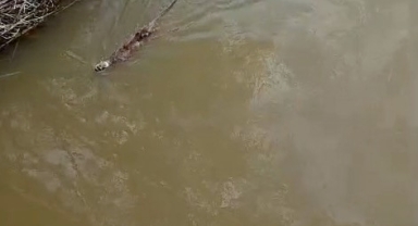 Bursa Karacabey’de Su Samuru Görüntülendi