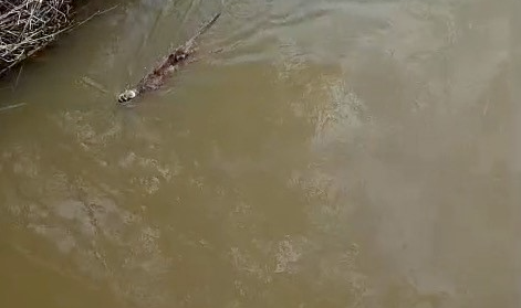 Bursa Karacabey’de Su Samuru Görüntülendi