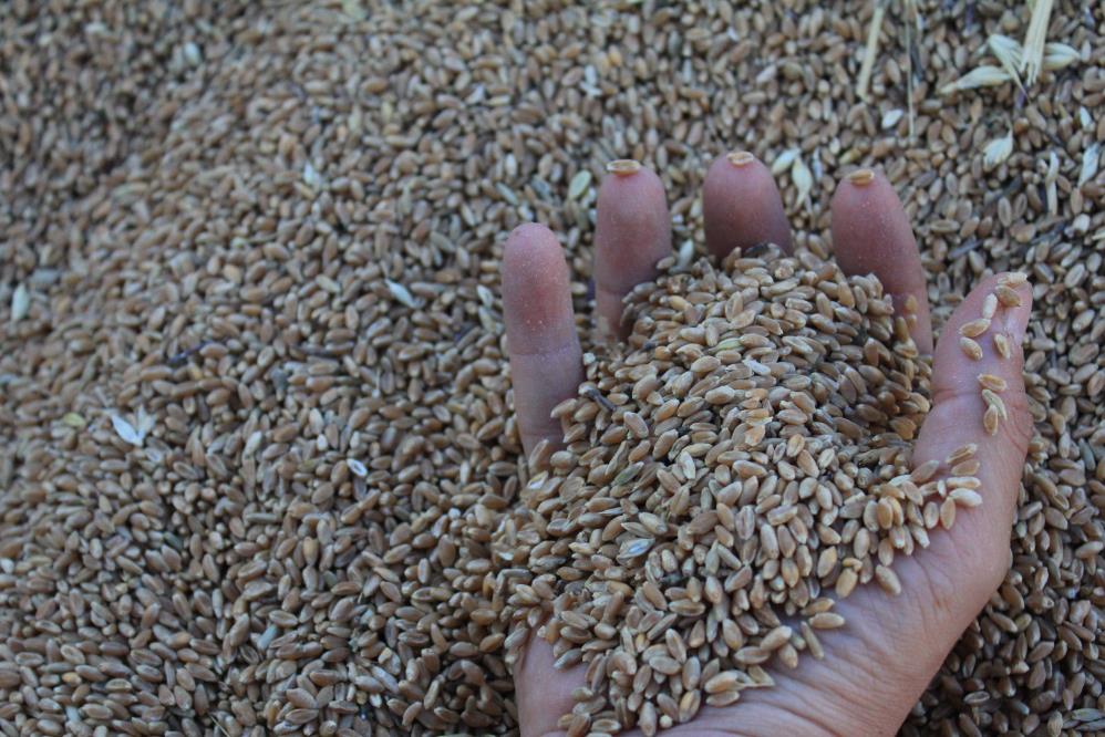 Dünya Hububat Üretiminde Rekor Bekleniyor