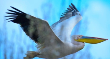 Göç yolundaki pelikan sürüsünün Bursa molası