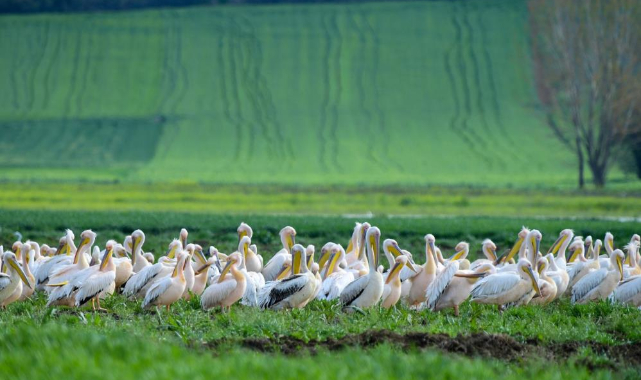 Göç yolundaki pelikan sürüsünün Bursa molası