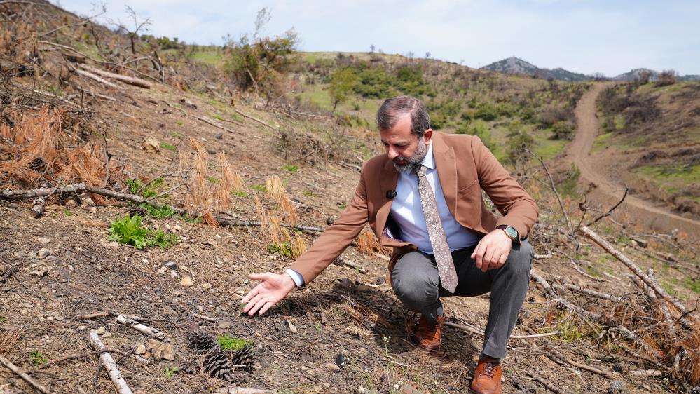 Gürsu’da Yanan Ormanlar Yeniden Yeşeriyor