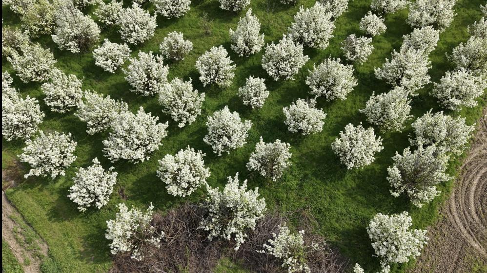 İnegöl’de Bahar Güzelliği
