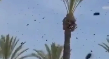 İsrail’de On Binlerce Arı Paniği: Uçuşlar Durduruldu, Halk Evine Kapatıldı