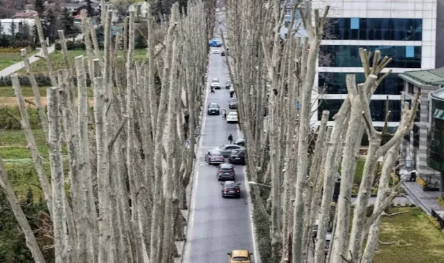 İstanbul’da Çınar Ağaçları Tartışma yarattı