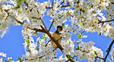 İznik’te Meyve Bahçeleri Baharın Renkleriyle Canlandı