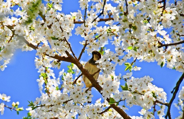İznik’te Meyve Bahçeleri Baharın Renkleriyle Canlandı