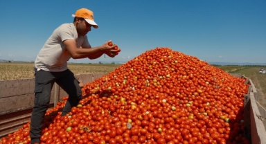 Karacabey’de Domates Üreticisi Zor Karar Aşamasında: Serbest Ekim Artıyor