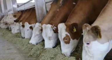 Kastamonu Devrekani Besi OTB’ye 784 Milyon Liralık Dev Yatırım