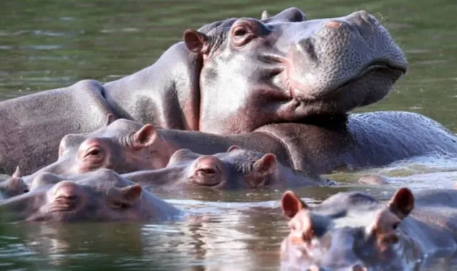 Kolombiya, Escobar’ın Su Aygırları İçin İtlaf Planını Onayladı