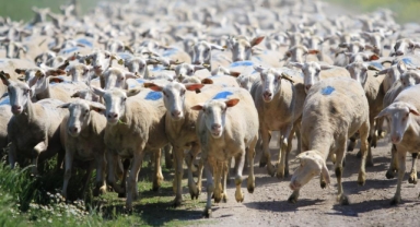 Küçükbaş Destek Projesinde Son Gün: Başvurular Bugün Bitiyor