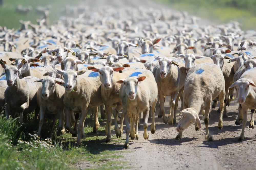 Küçükbaş Destek Projesinde Son Gün: Başvurular Bugün Bitiyor