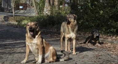 Okul Saldırıları Sonrası Provokatif Paylaşım Tepki Çekti: “Köpeklerin Ahı Var” Sözleri Gündemde