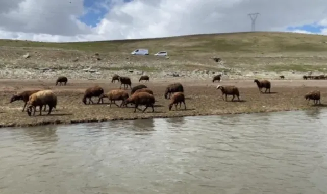 Patnos'ta Çoban Sıkıntısı: Gençler Mesleğe İlgi Göstermiyor