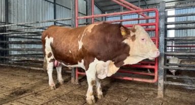 Sakarya’da 1,5 Tonluk Dev Tosun Kurbanlık Piyasasında Dikkat Çekti