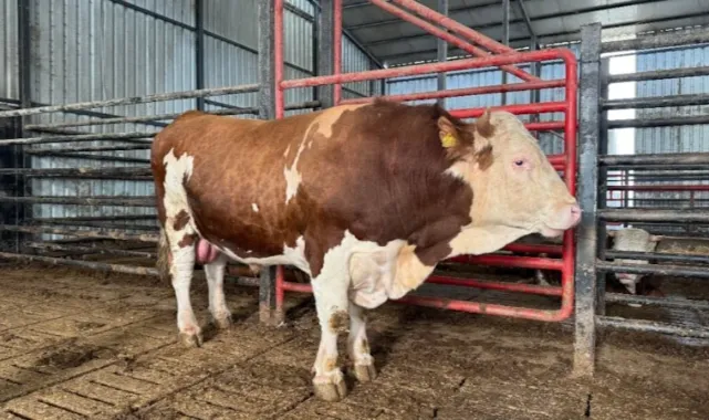 Sakarya’da 1,5 Tonluk Dev Tosun Kurbanlık Piyasasında Dikkat Çekti