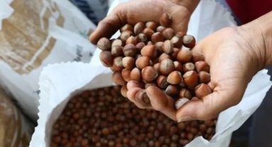 Türkiye 2026'nın İlk Üç Ayında Fındık İhracatından 658 Milyon Dolar Gelir Elde Etti