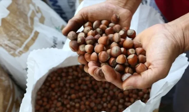 Türkiye 2026'nın İlk Üç Ayında Fındık İhracatından 658 Milyon Dolar Gelir Elde Etti