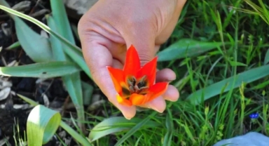 Yılda sadece 10 gün görülüyor; Koparmanın cezası 699 bin lira