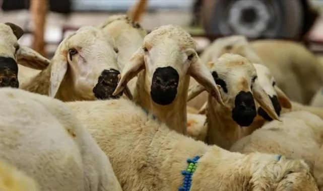 Yurt Dışı Kurban Bağışı Neden Daha Ucuz? Maliyet Farkının Sebepleri Açıklandı