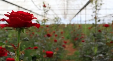 Antalya’da Gül Fiyatlarında Üretici ve Tüketici Arasında Büyük Uçurum