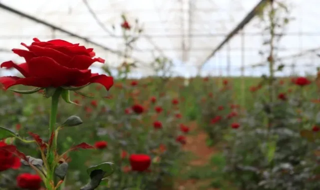 Antalya’da Gül Fiyatlarında Üretici ve Tüketici Arasında Büyük Uçurum