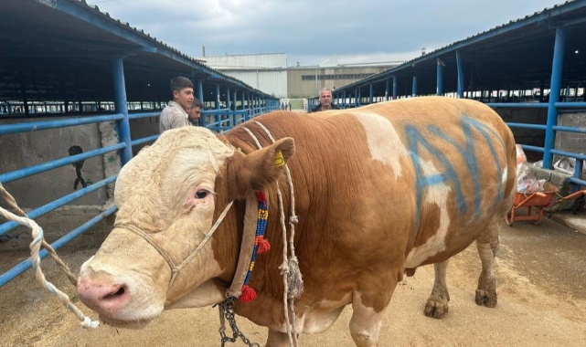 Bursa İsabey Kurban Pazarı’nda 1,2 Tonluk “Bayram” Tosunu İlgi Odağı Oldu