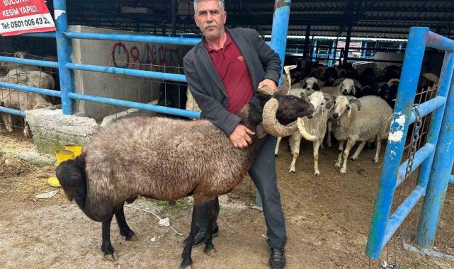 Bursa'daki kurbanlık pazarında hareketlilik