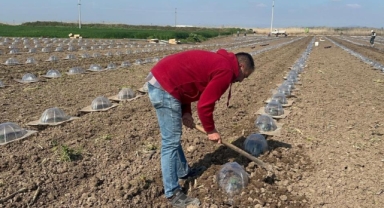 Karacabey Ovası’nda Turfanda Karpuz Dikimi
