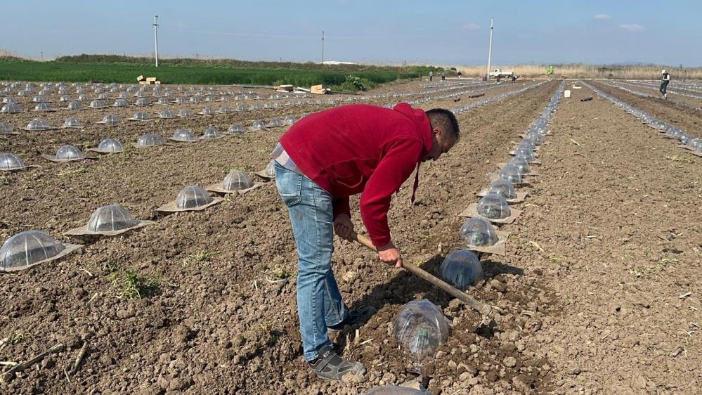 Karacabey Ovası’nda Turfanda Karpuz Dikimi