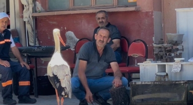 Bursa’da 10 Yıldır Balıkçı Ahmet Yılmaz’ı Bekleyen Leylek Görenleri Şaşırtıyor