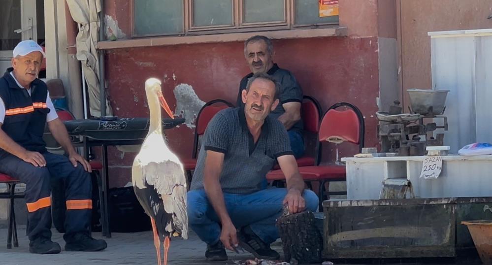 Bursa’da 10 Yıldır Balıkçı Ahmet Yılmaz’ı Bekleyen Leylek Görenleri Şaşırtıyor