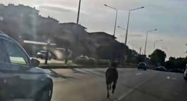 Bursa’da Ana Yola Çıkan Başıboş At Trafiği Birbirine Kattı! O Anlar Kamerada