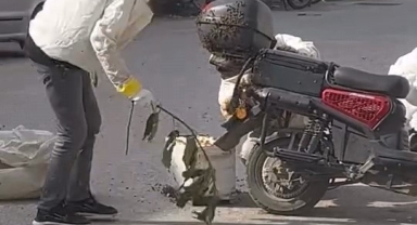 İnegöl’de ilginç olay: Motosiklet üzerinde arı oğulu oluştu