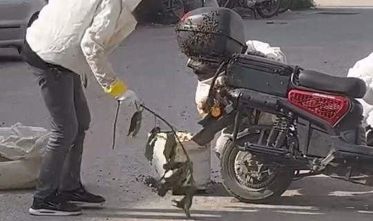 İnegöl’de ilginç olay: Motosiklet üzerinde arı oğulu oluştu