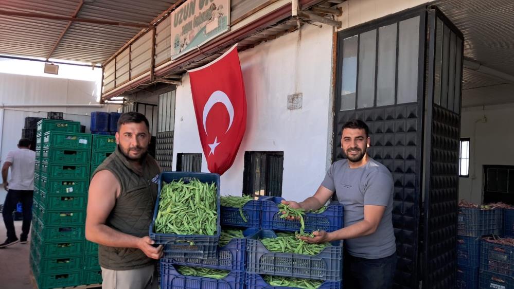 İznik Boyalıca’da Nazende Fasulyesinde İlk Hasat Yapıldı 