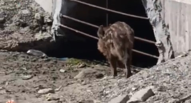 Mudanya Sahilinde Yaban Domuzu Paniği!