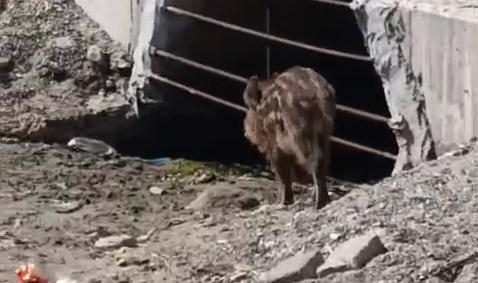 Mudanya Sahilinde Yaban Domuzu Paniği!