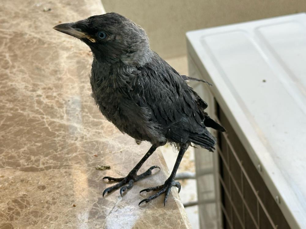 Nilüfer’de 13 Yaşındaki Çocuğun Sahiplendiği Karga Yavruları Doğal Ortamına Kavuştu 