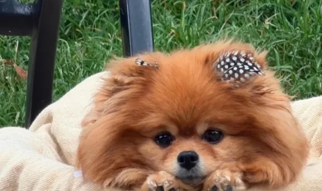 Seren Serengil Köpeği Tokyo’nun Ölümünü Duyurdu