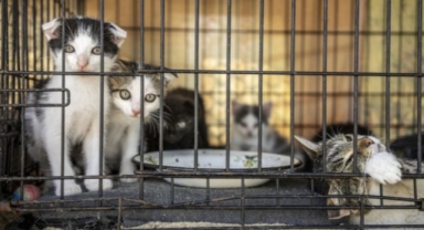 Vietnam’da kedi kaçakçılığı operasyonu: 500’den fazla kedi kurtarıldı