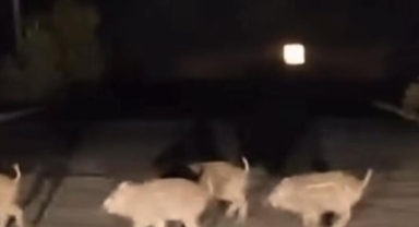 Bursa’da aç kalan domuzlar yerleşim yerlerine indi!