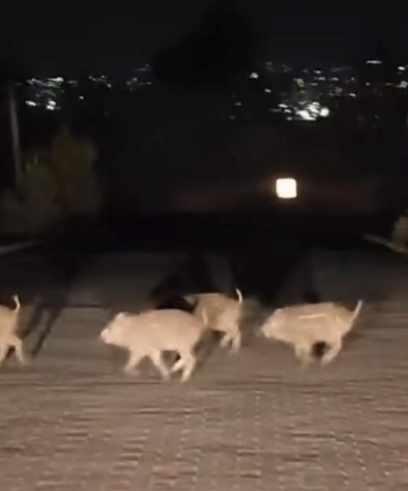Bursa’da aç kalan domuzlar yerleşim yerlerine indi! 
