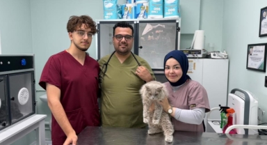 Bursa'da Kısırlaştırılacak Kedi Veteriner Kliniğini Birbirine Kattı