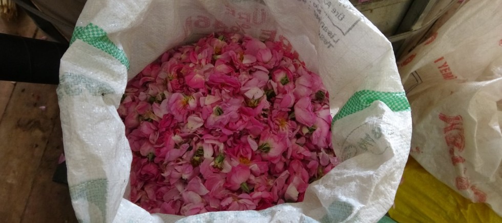 4 tondan sadece 1 litre çıkıyor, litresi 400 bin TL’yi buluyor