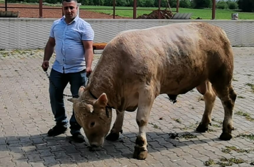 5 Kişinin Zor Zapt Ettiği Kurbanlık Araba Fiyatına Satışa Sunuldu