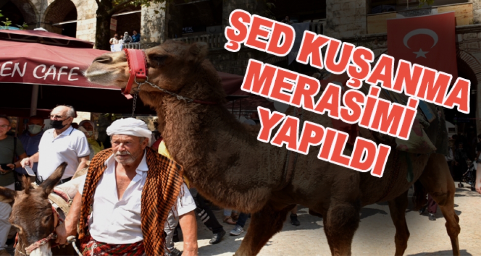 6 Asırlık Handa Develi Koza Mezadı